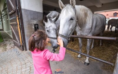 Cómo visitar las caballerizas reales de Kladruby nad Labem en la República Checa