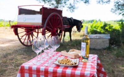 Actividad para hacer con niños cerca de Tarragona. Experiències Rurals en Nulles