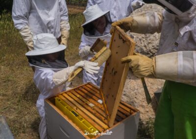 Actividad El mundo de las abejas de Drac Actiu