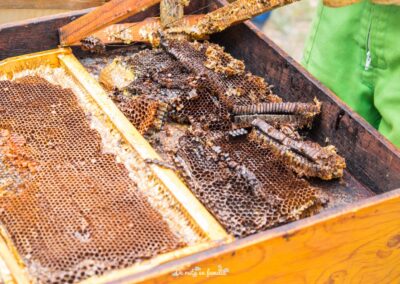 Actividad El mundo de las abejas de Drac Actiu