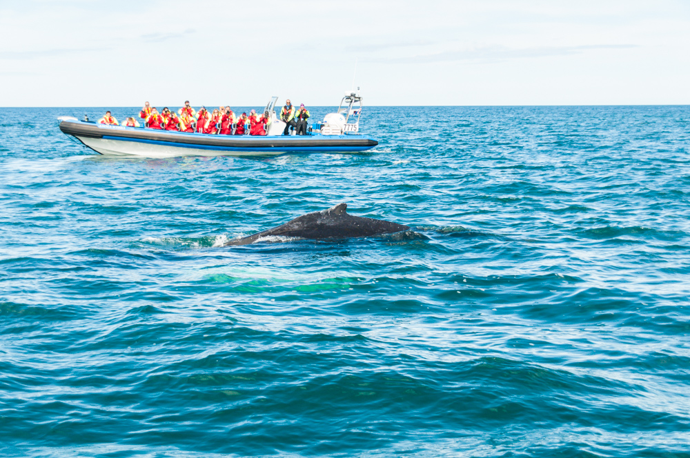 avistar ballenas en Húsavík