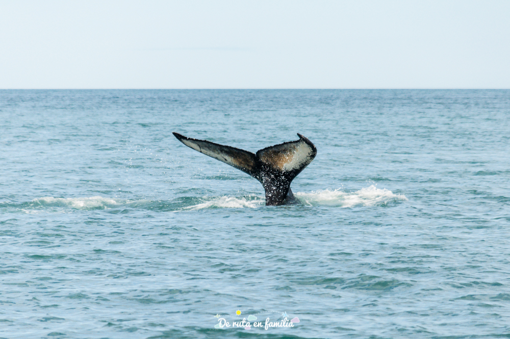 avistar ballenas en Islandia