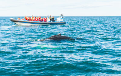 Nuestra experiencia avistando ballenas en Húsavík, en el norte de Islandia