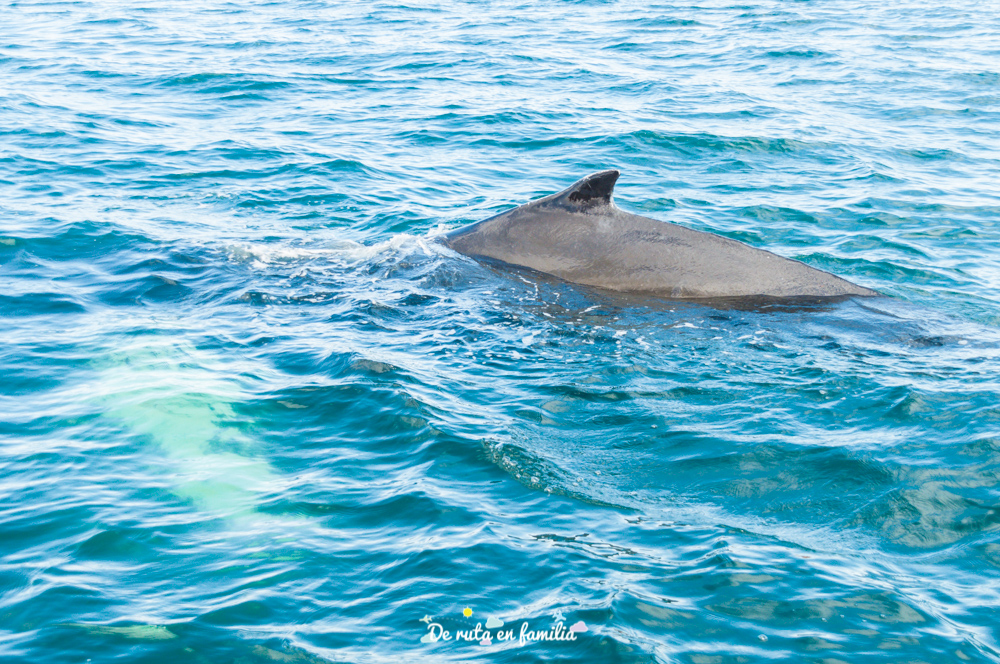 avistar ballenas en Islandia