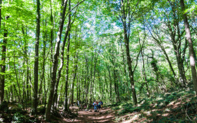 Escapada a la Garrotxa (I): La Fageda d’en Jordà y subida al volcán de Santa Margarida