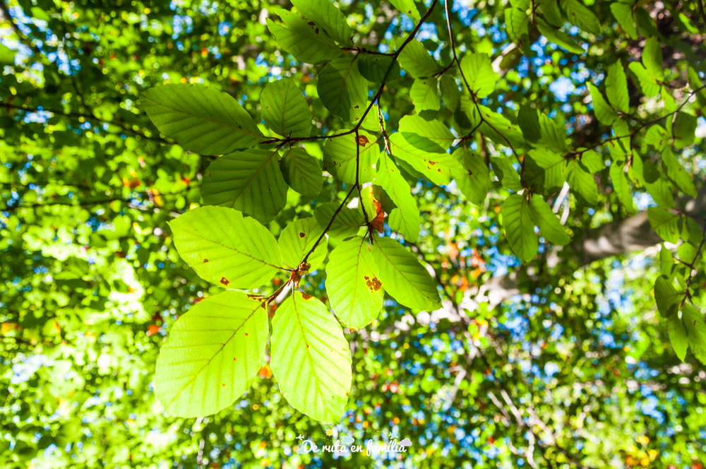 fageda d'en jordà garrotxa