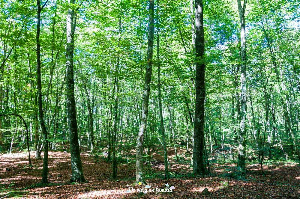fageda d'en jordà garrotxa