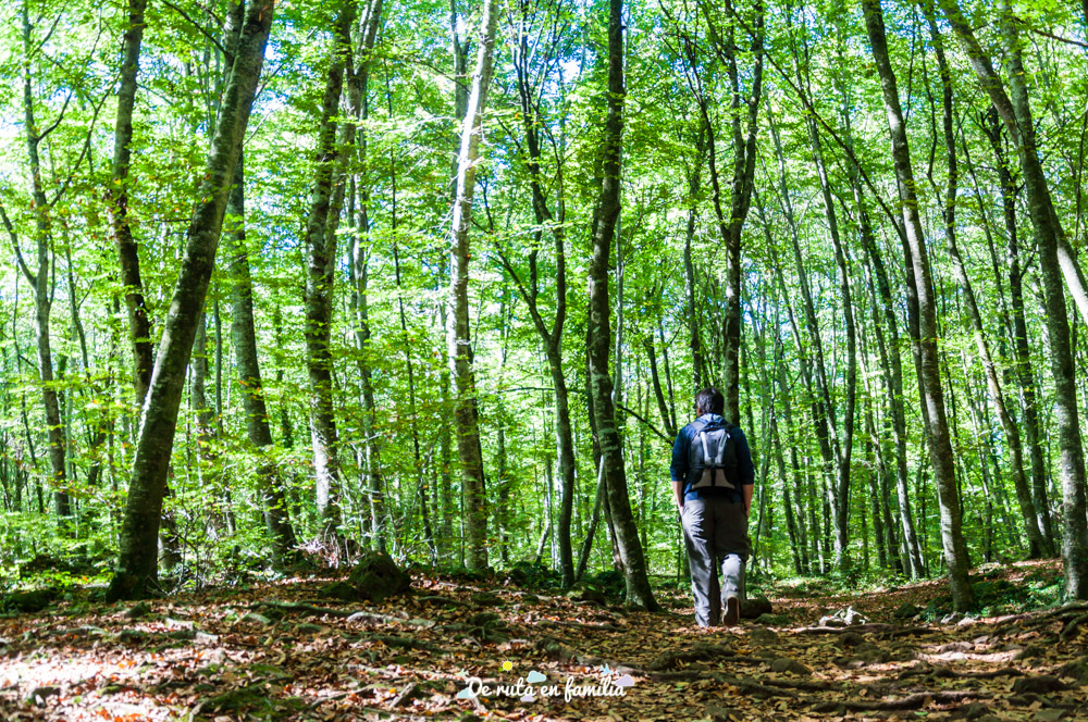fageda d'en jordà garrotxa
