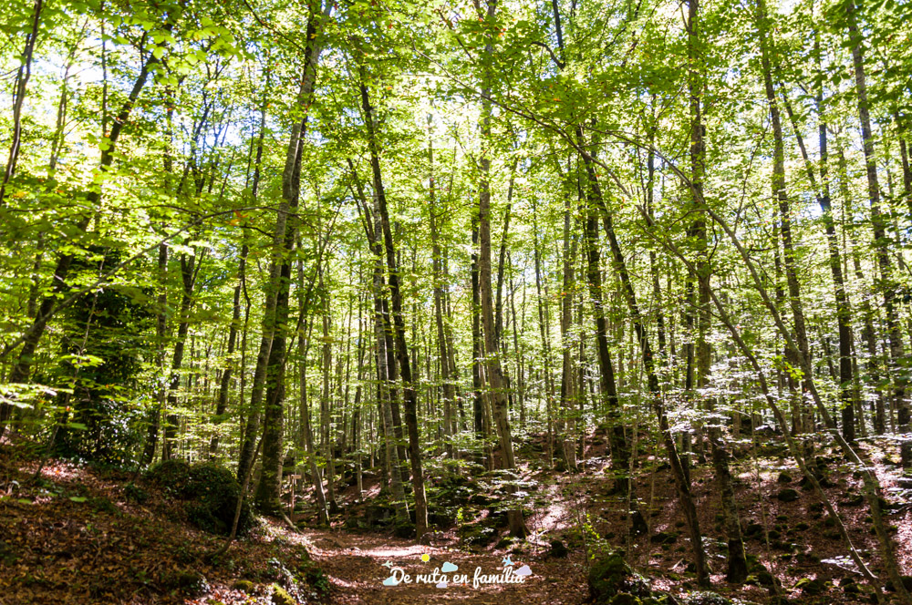 fageda d'en jordà garrotxa