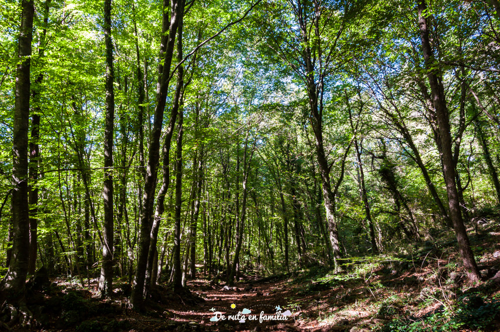 fageda d'en jordà garrotxa