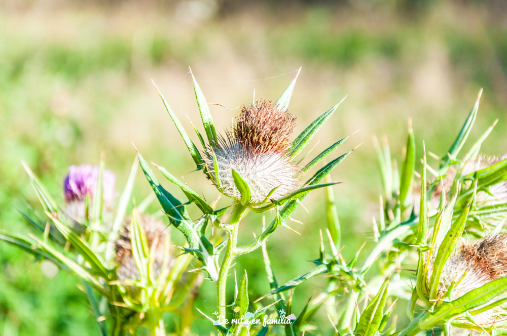 volcán de Santa Margarida garrotxa