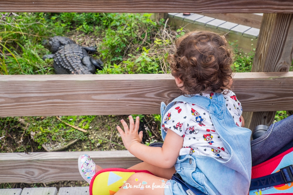 visitar els everglades des de miami