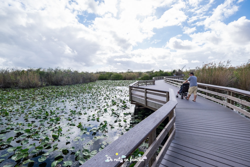 visitar los everglades desde miami
