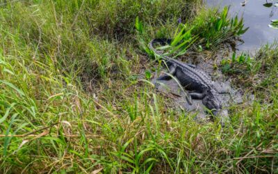 Visitar el Parque Nacional de los Everglades desde Miami