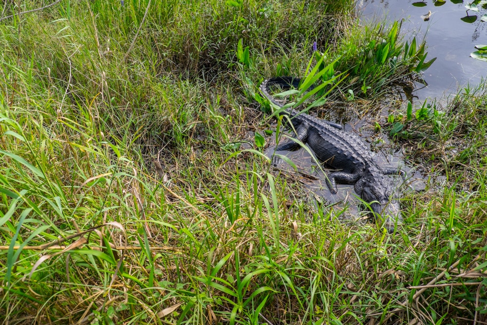visitar los everglades desde miami