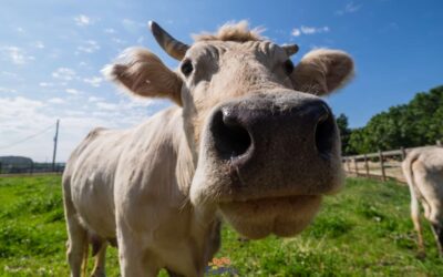 Convertirse en granjero en la Granja Pifarré de Lleida