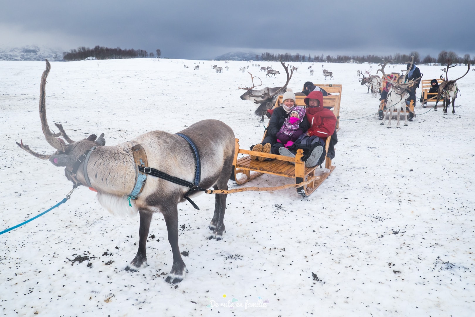 Granja de rens a Tromso
