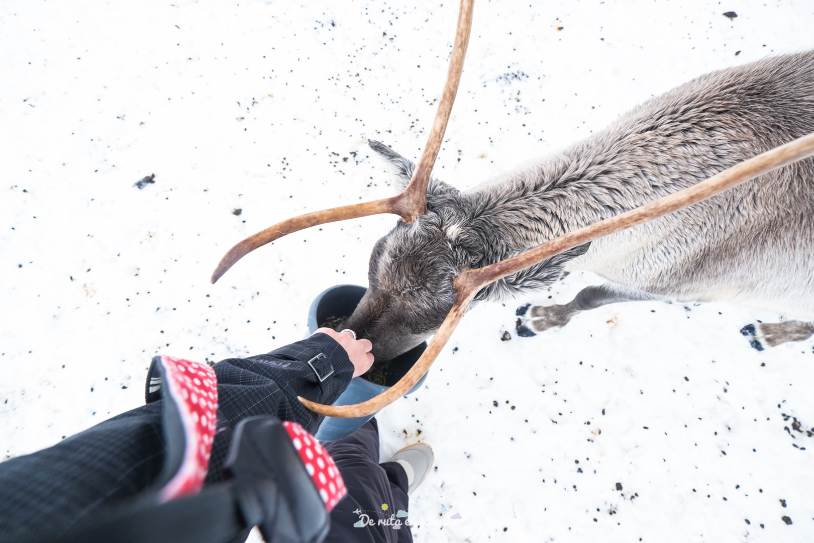 Granja de rens a Tromso