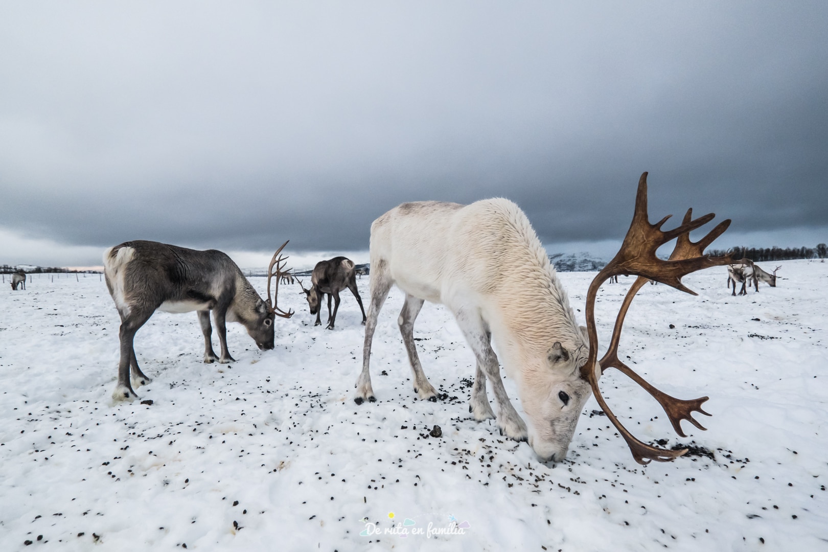 Granja de rens a Tromso