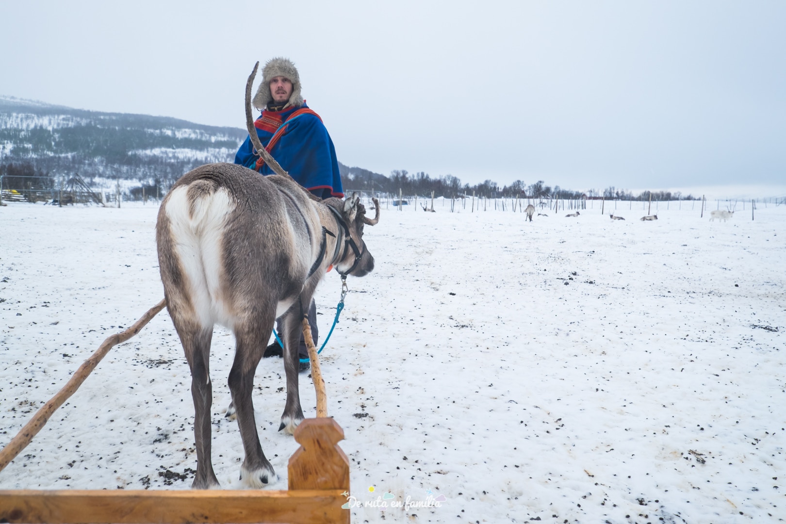Granja de rens a Tromso