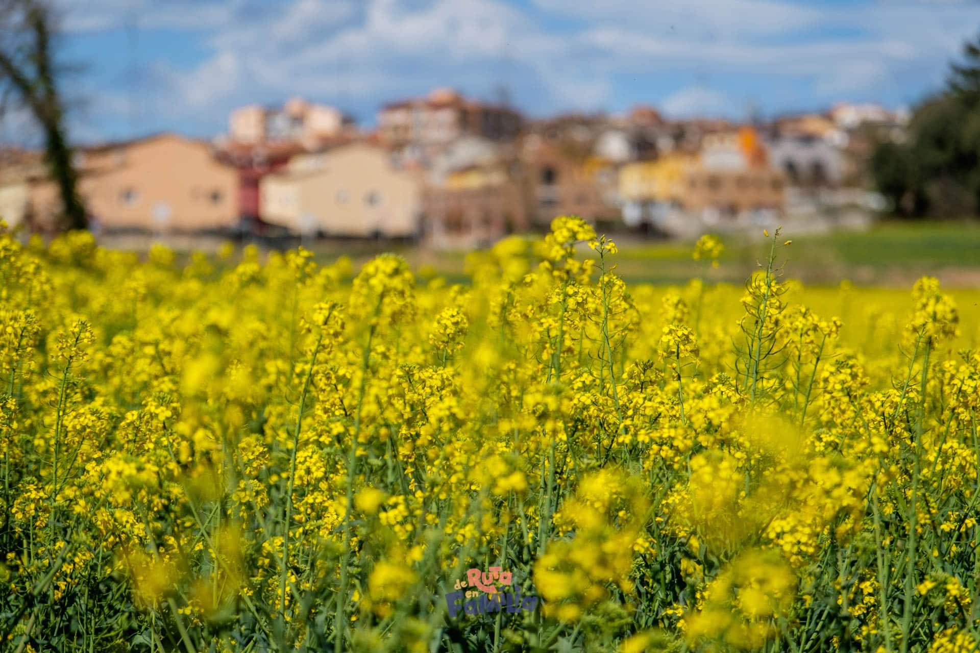 Camps de colza a Hostalric
