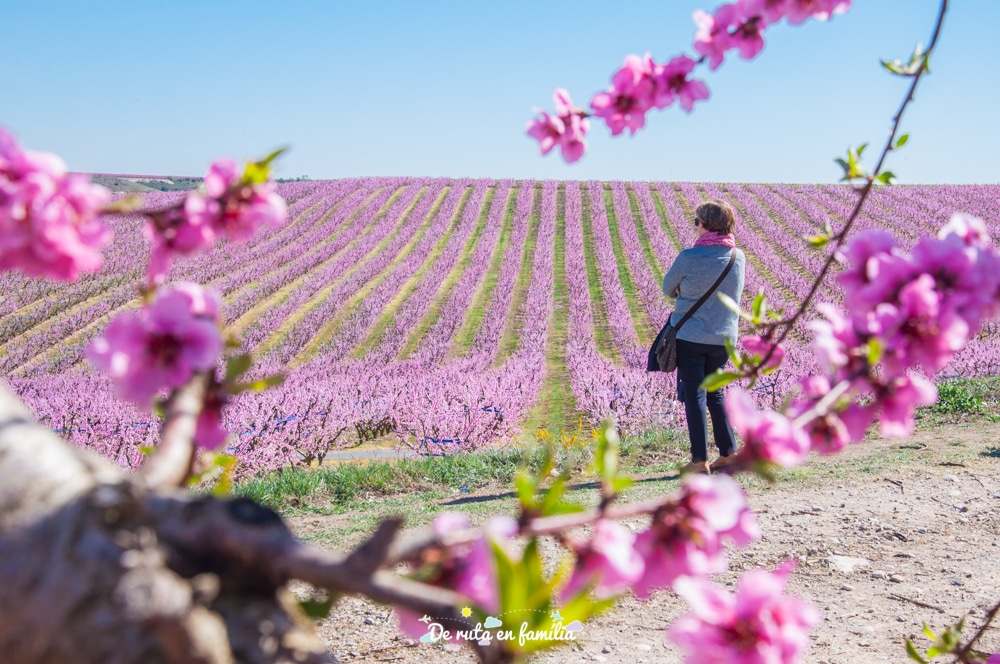 ruta de la flor del presseguer a Aitona amb Fruiturisme
