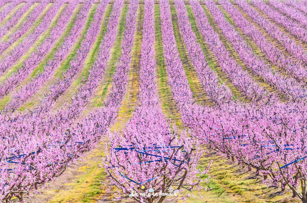 ruta de la flor del presseguer a Aitona amb Fruiturisme