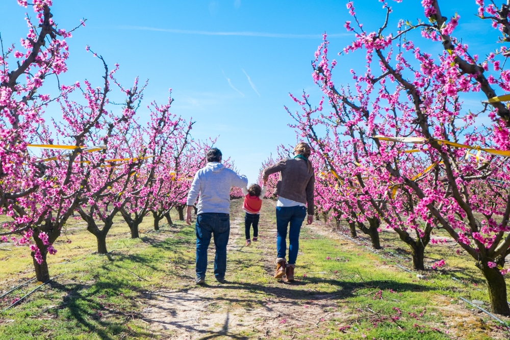 La ruta de la flor rosa del presseguer al Segrià. Organitzada o per lliure?