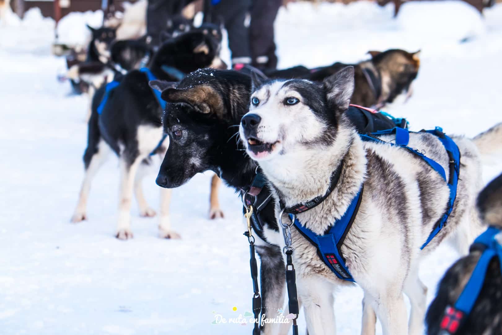 trineo de perros en Tromso