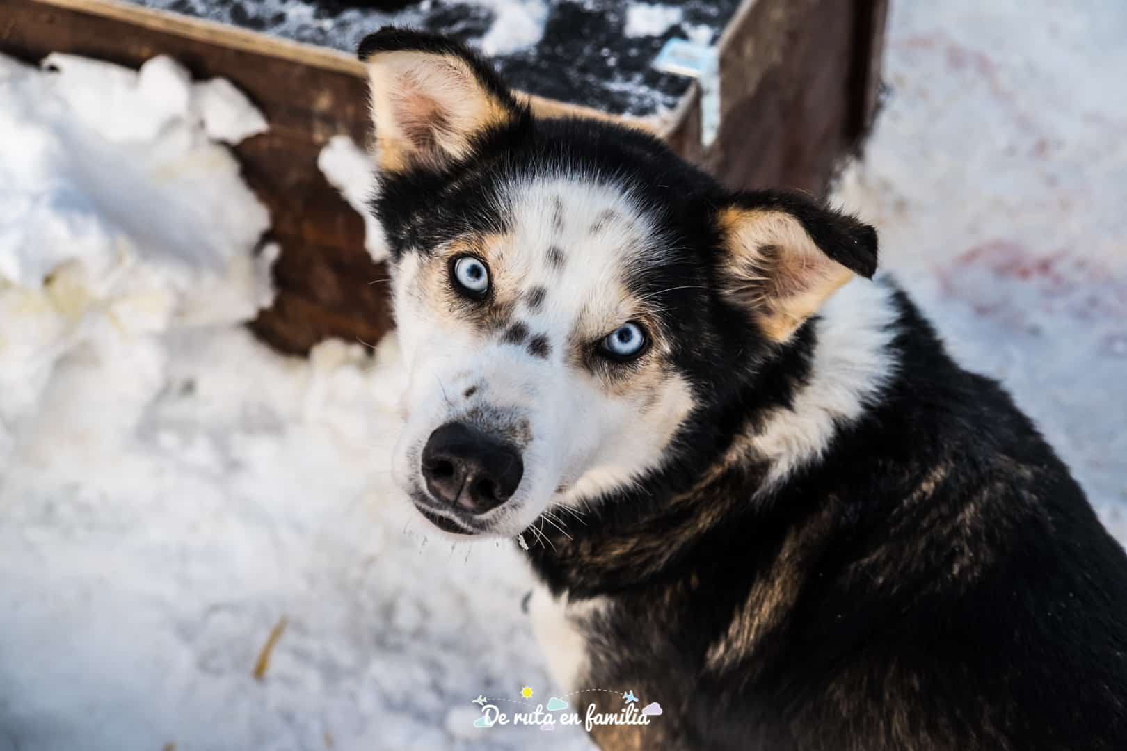 trineo de perros en Tromso