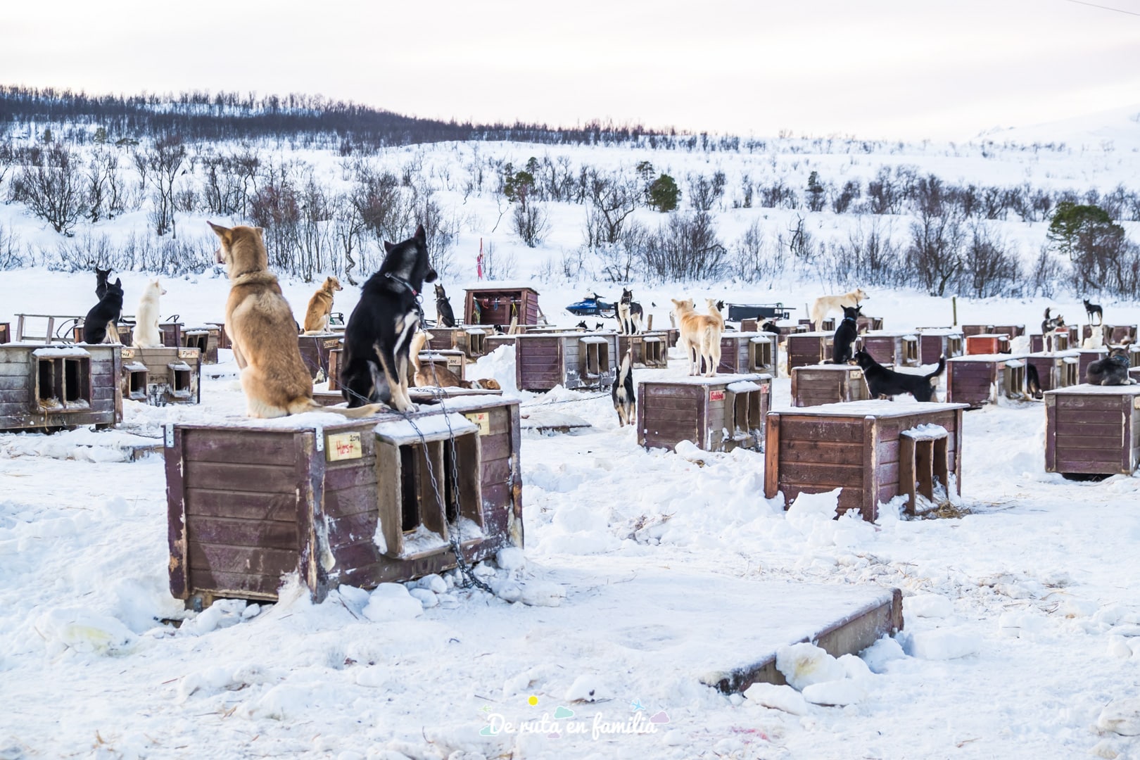 trineo de perros en Tromso