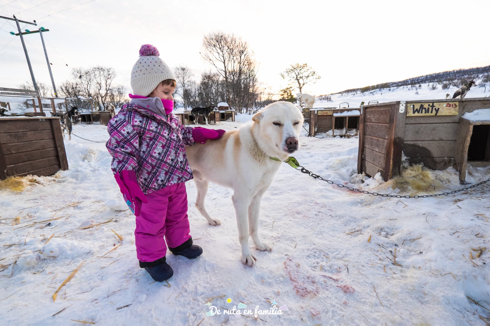 trineo de perros en Tromso
