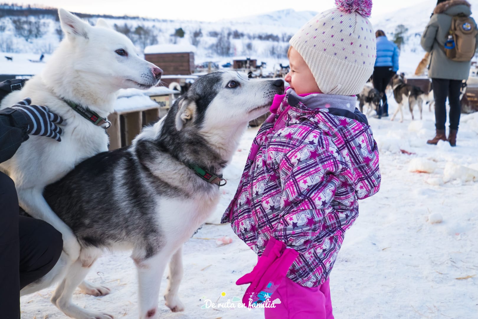 trineo de perros en Tromso