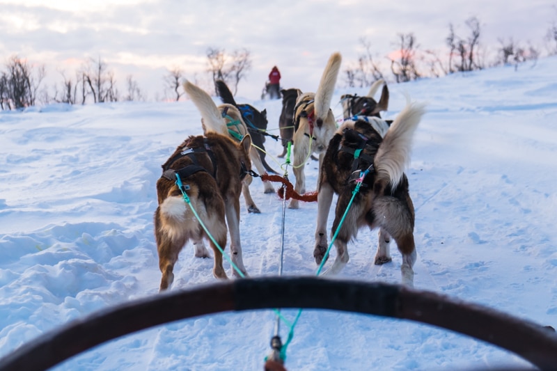 trineo de perros en Tromso