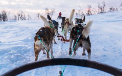 Excursión en trineo de perros en Tromso con niños