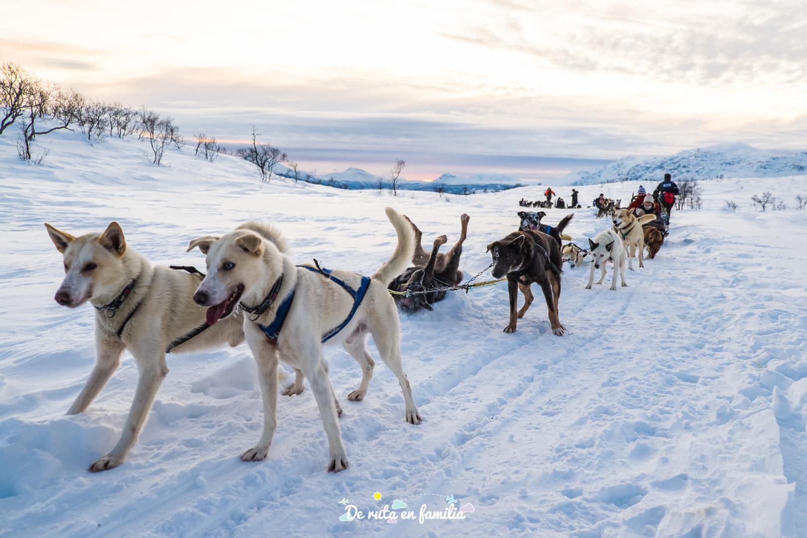 trineo de perros en Tromso