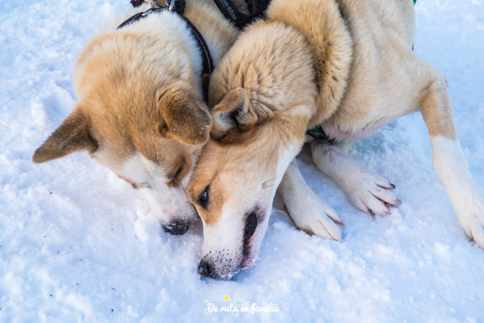 trineo de perros en Tromso