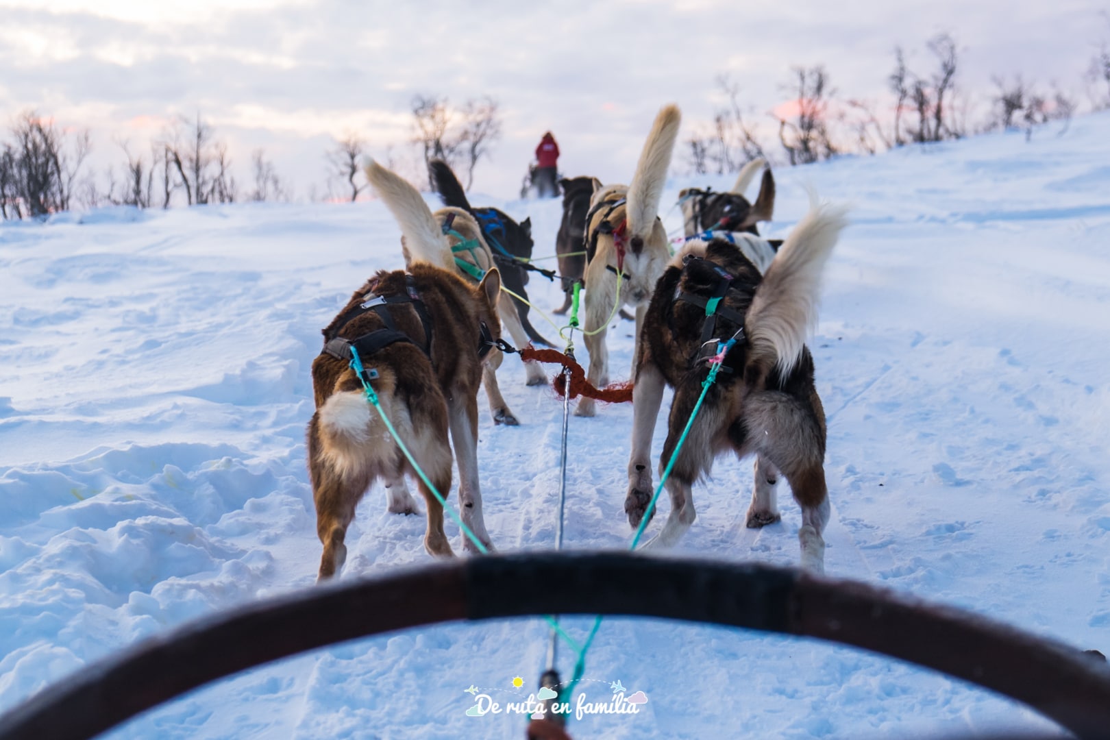 trineu de gossos a Tromso