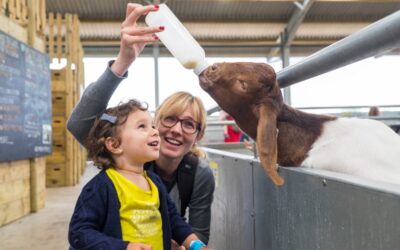 Nuestra experiencia visitando la Cotswolds Farm Park con niños