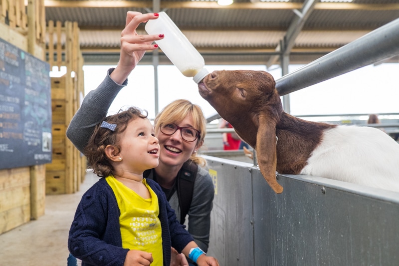 visitar la Cotswolds Farm Park con niños