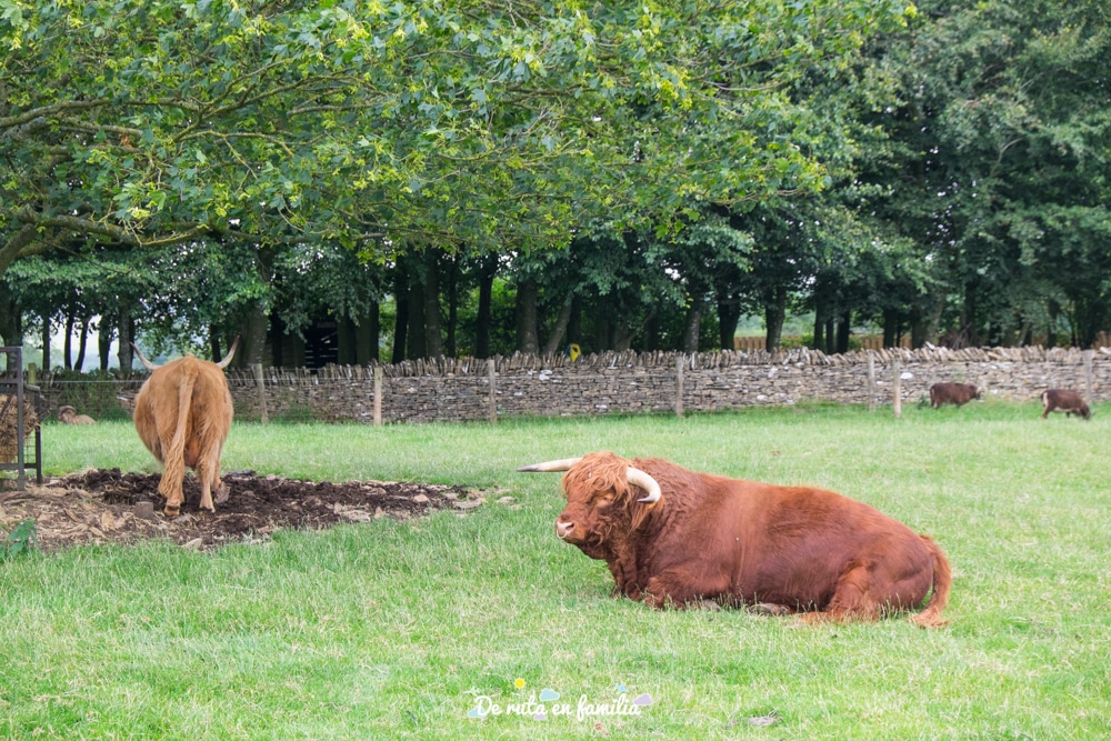 visitar la Cotswolds Farm Park con niños