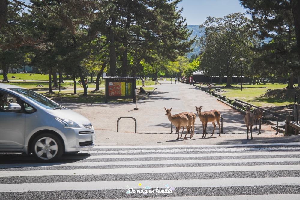 visitar nara des de kyoto o osaka